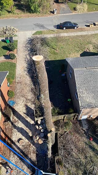 Completed tree and lawn work